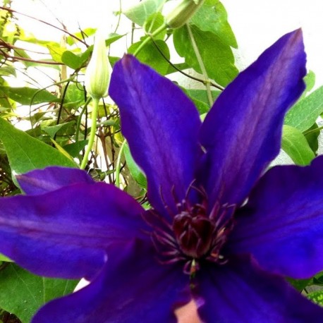 Clematis SIR GARNET WOLSELEY