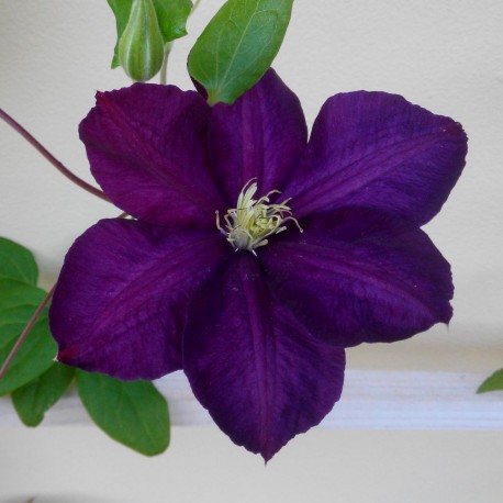 Clematis LADY BETTY BALFOUR