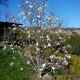 Magnolia