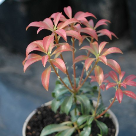 Pieris japonica BONFIRE
