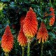 Kniphotia uvaria-tritoma