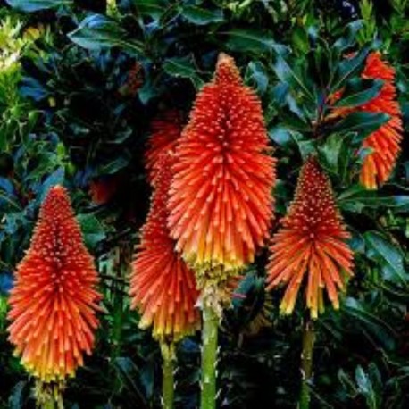 Kniphotia uvaria-tritoma