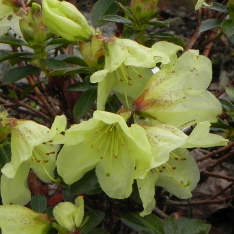 Rhododendron        CURLEW