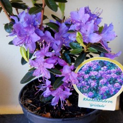 Rhododendron GRISTEDE