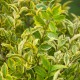 Ligustrum ovalifolium AUREUM