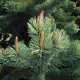 Pinus aristata