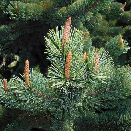 Pinus aristata