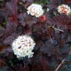 Physocarpus opulifolius DIABOLO