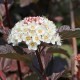 Physocarpus opulifolius DIABOLO