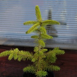 Picea orientális