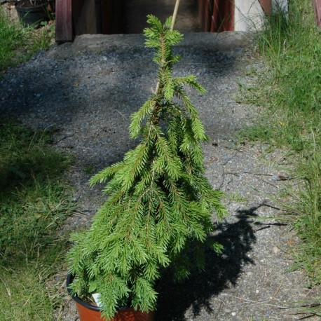 Picea abies FORMANEK