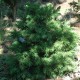 picea abies TOMPA