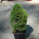 Picea glauca CONICA LAURIN