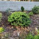Abies  koreana TUNDRA