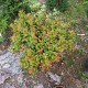 Leucothoe axillaris CURLY RED