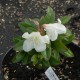 Rhododendron SHAMROCK