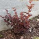 Physocarpus opulifolius LITTLE ANGEL