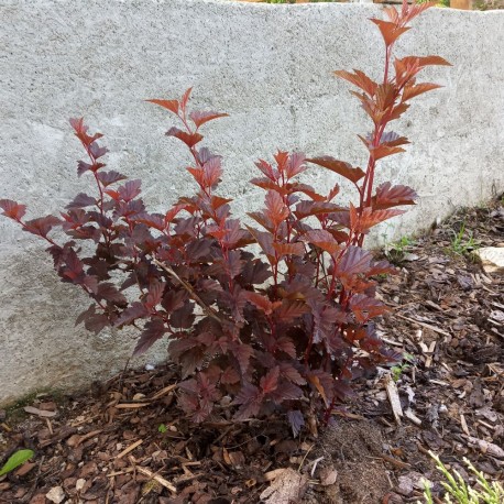 Physocarpus opulifolius LITTLE ANGEL