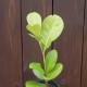 Prunus laurocerasus ETNA 10KS