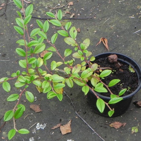 Cotoneaster salicifolium PARK TEPPICH 10KS