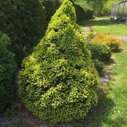 Picea glauca J.W. DAISY´S WHITE