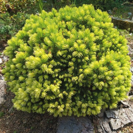 Picea glauca  JALAKO GOLD