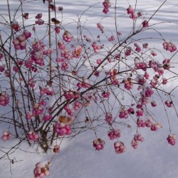 Symhoricarpos albus AMETHYST