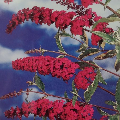 Buddleja davidii HARLEQUIN