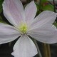 Clematis montana