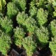 Thuja occidentalis THEDDY