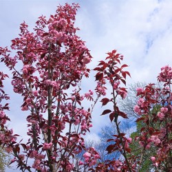 Prunus serrulata ROYAL BURGUNDY