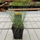 Festuca glauca ELIJAH BLUE