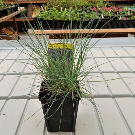 Festuca glauca ELIJAH BLUE