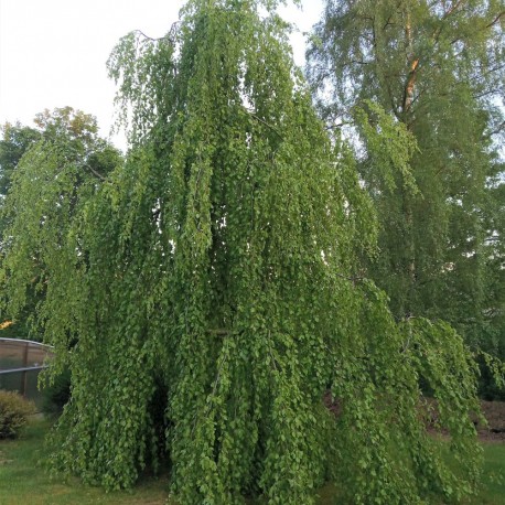 Fagus sylvatica PENDULA