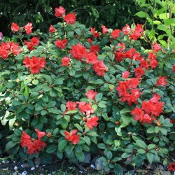 Rhododendron SCARLET WONDER