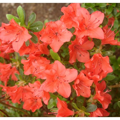 Rhododendron GEISHA ORANGE