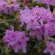 Rhododendron FIMBRIATUM