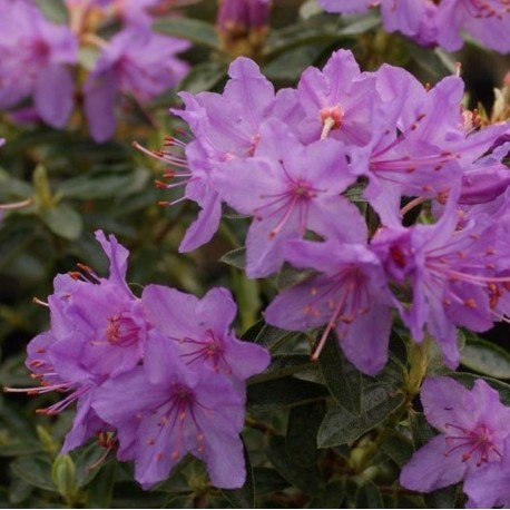 Rhododendron FIMBRIATUM