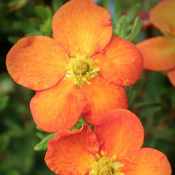 Potentilla fruticosa HOPLEY´S ORANGE