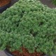 Abies koreana BRILLANT