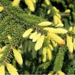 Picea orientalis AUREOSPICATA