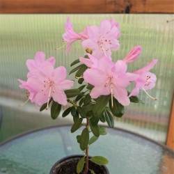 Rhododendron japonica