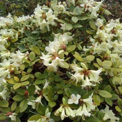 Rhododendron SHAMROCK