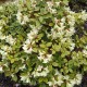 Rhododendron SHAMROCK