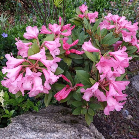 Rhododendron WINSOME