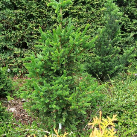 Picea