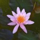 Nymphaea ROSE NYMPHE