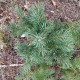 Picea pungens GLAUCA