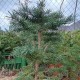 Picea pungens GLAUCA